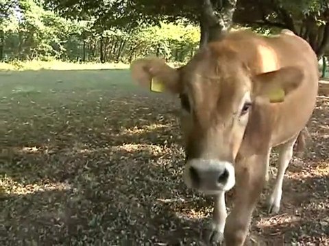 CERCASI MUCCA DISPERATAMENTE