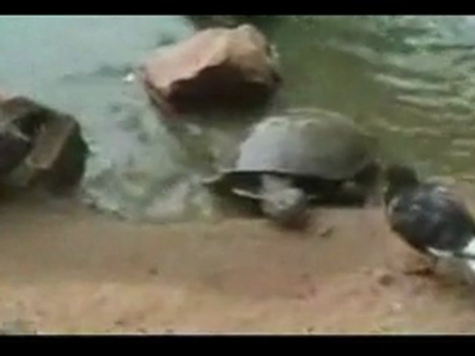 tortue-pigeon1