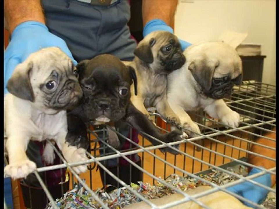 SEQUESTRATI 170 CUCCIOLI