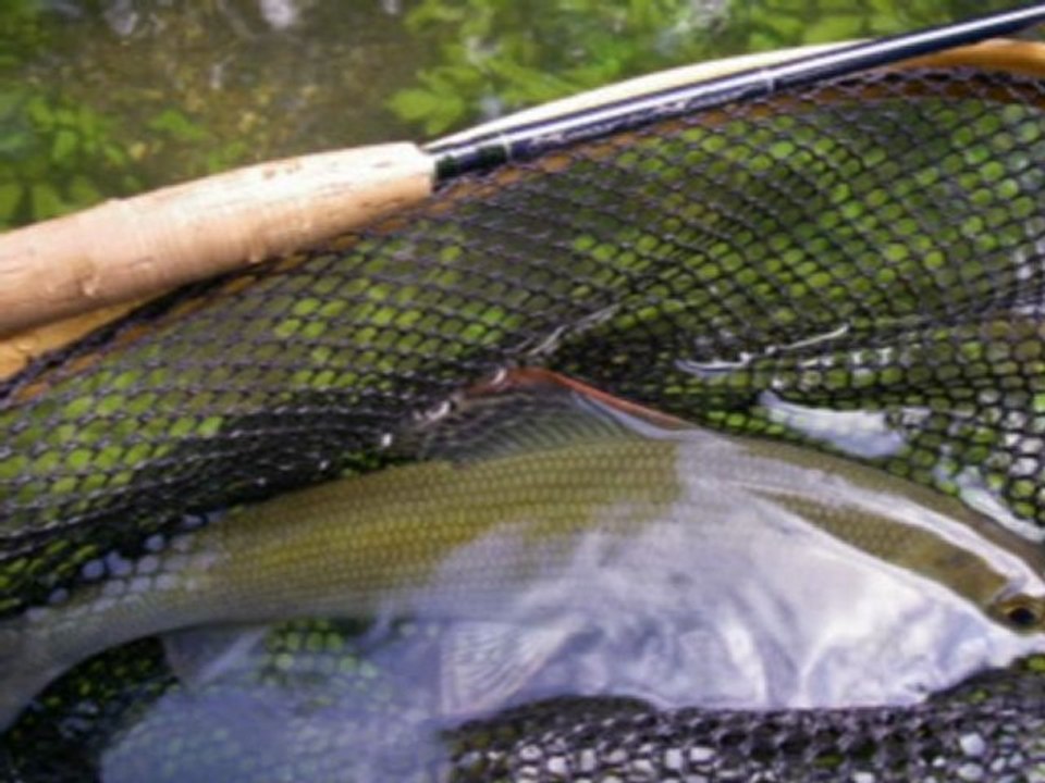 Pêche à la mouche de l'Ombre Commun, Grayling.