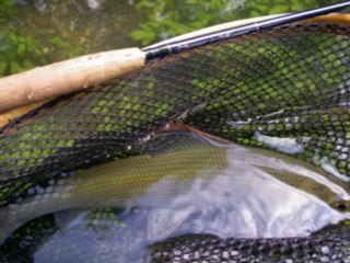 Pêche à la mouche de l'Ombre Commun, Grayling.