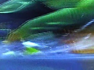 Boss  Geosgaeno ff 10