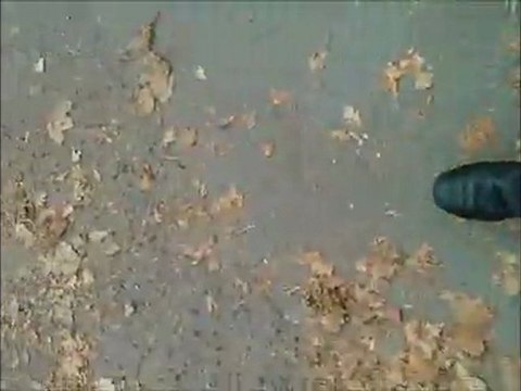 Żółty jesienny liść