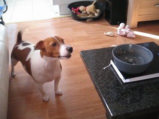 Quand Tonic voit à manger