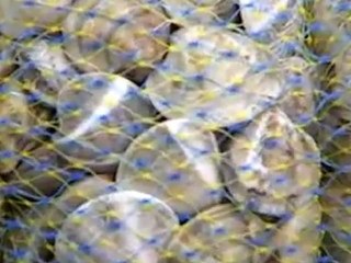 PESCA ABUSIVA, DUE ARRESTI