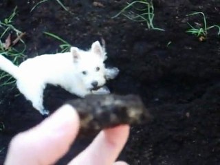 terrier or not terrier ... there is no question !