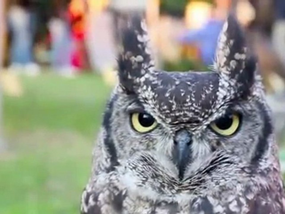 Lovely Owl