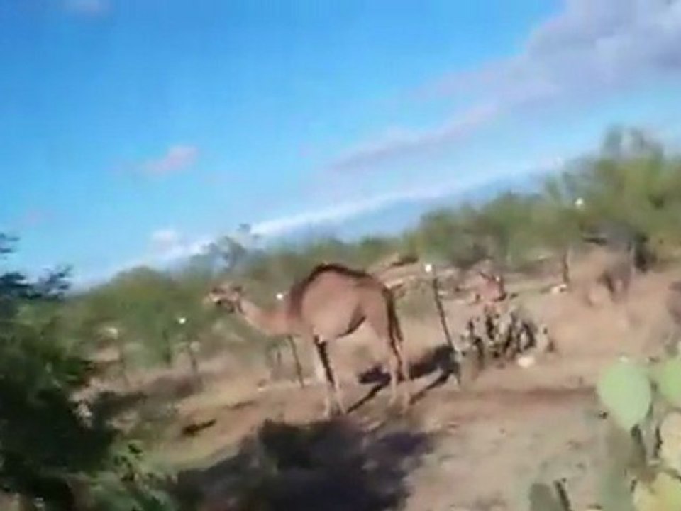 Wettrennen gegen ein Kamel