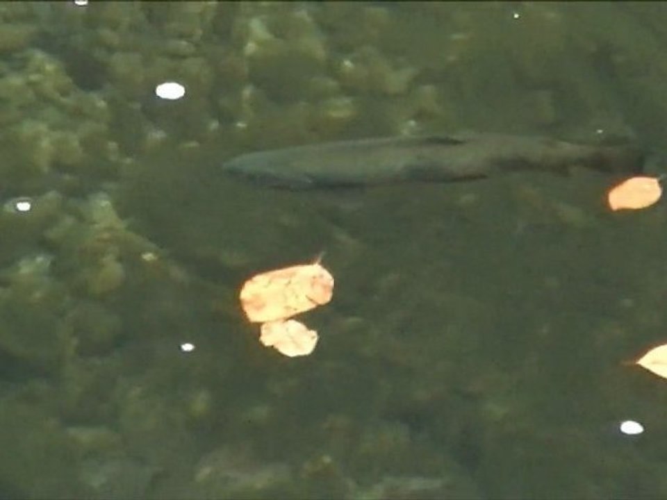 Automne 2011 sur le Chéran, dernier festin avant le Frai!