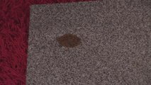 How To Remove Blood Stains From Carpet