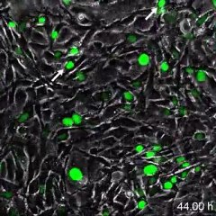 Division of cell line