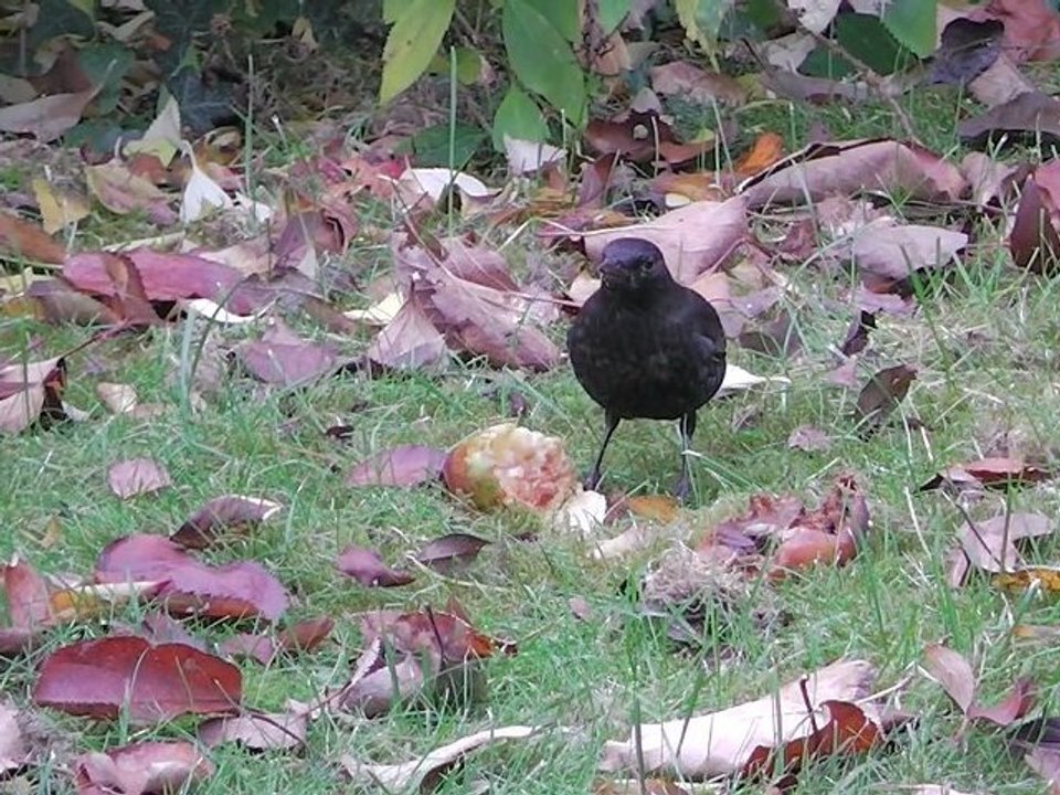 little piece of music inspired by the blackbirds in my garden