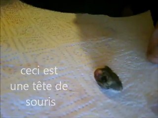 Attention, Chat Enérvé....