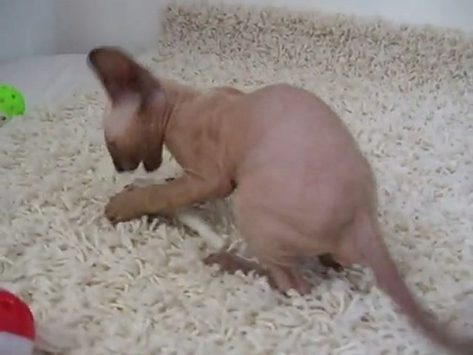 GALIPAN DES PETITS VELOURS