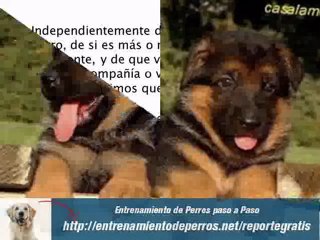Adiestramiento Cachorro Pastor Aleman