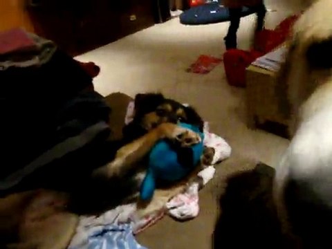 Milord, une crème de chien à adopter !