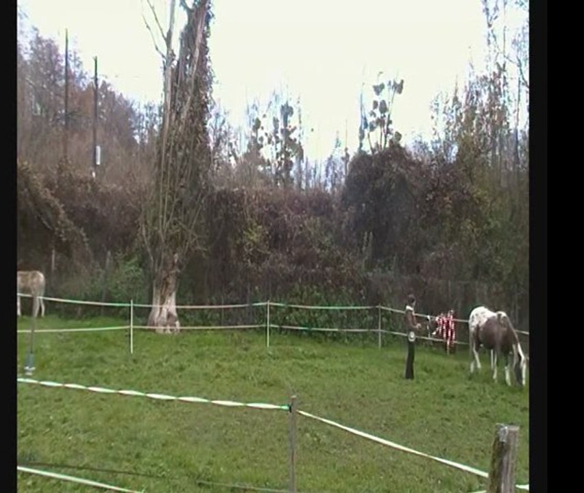 Aloha et les rubalises