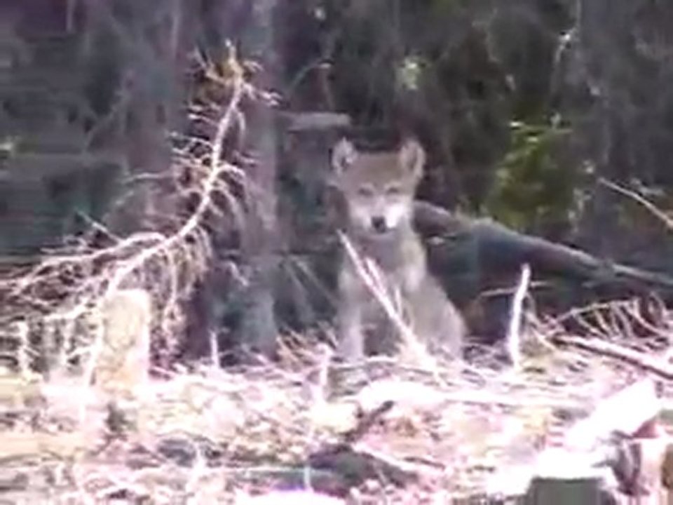loup d'alberta