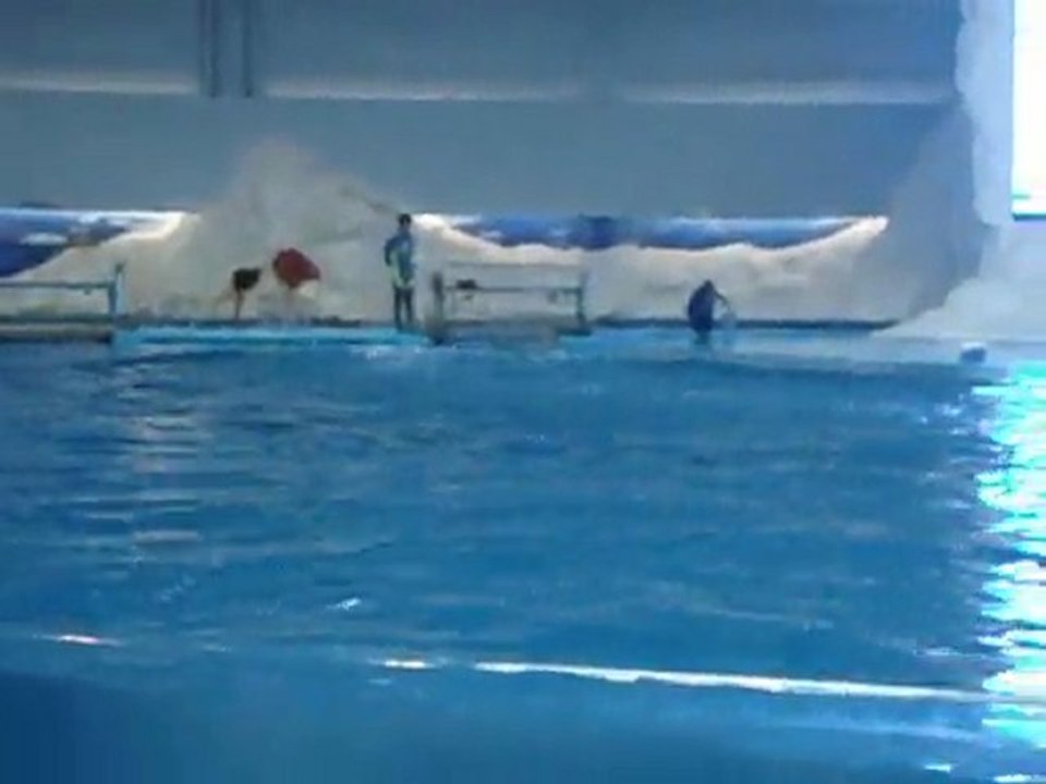 delphinarium 5
