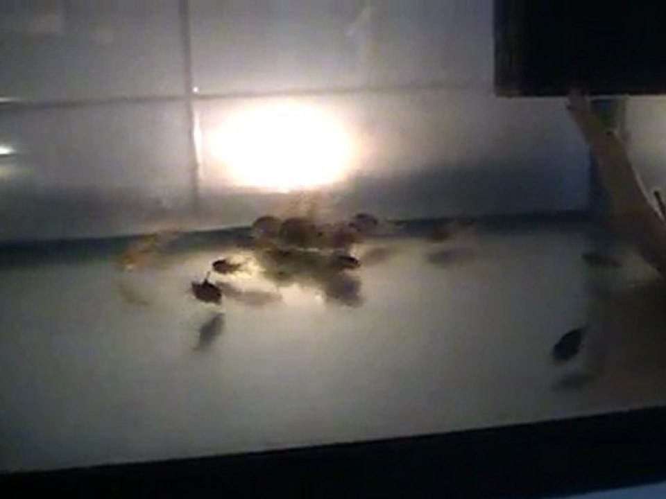 Alevins corydoras Aeneus 1mois et 10 jours.