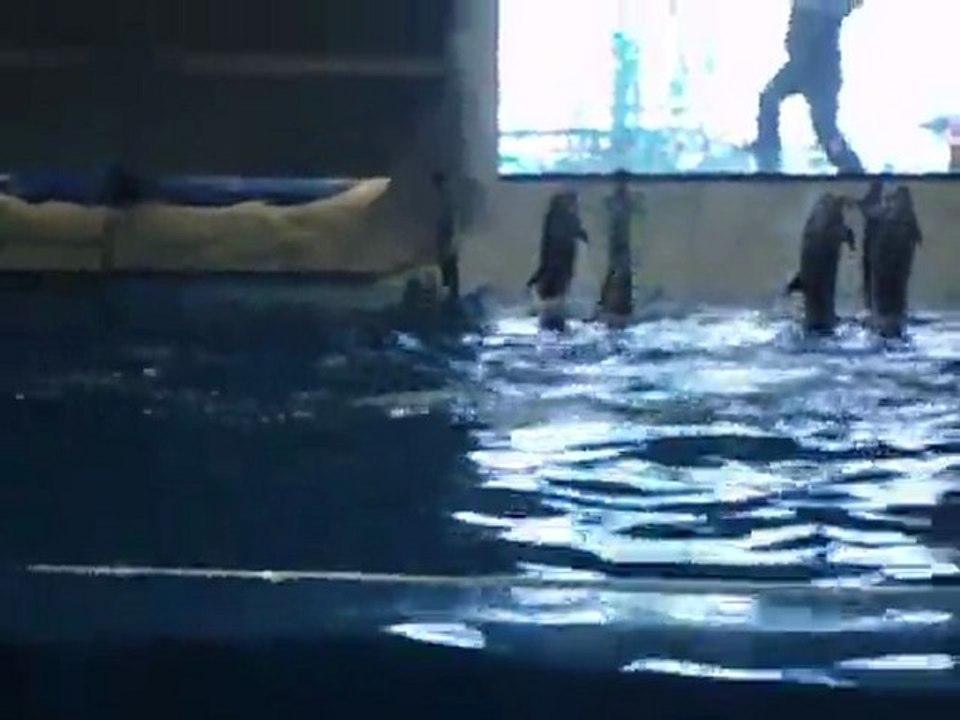 delphinarium 9