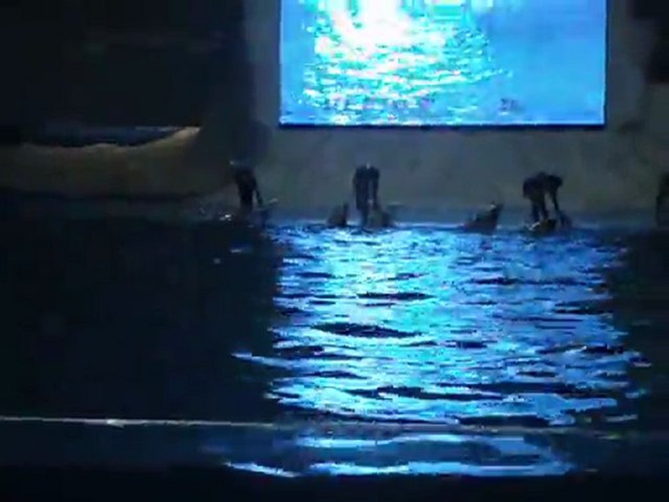 delphinarium 8