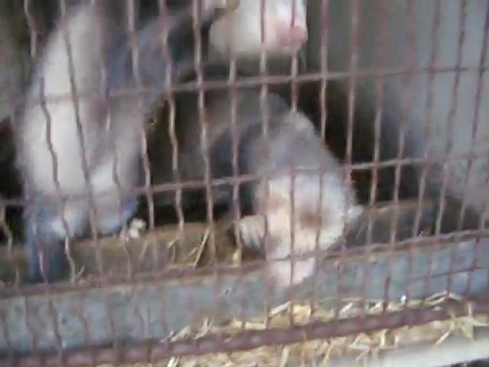 Les furets du bois joli  (Gers)