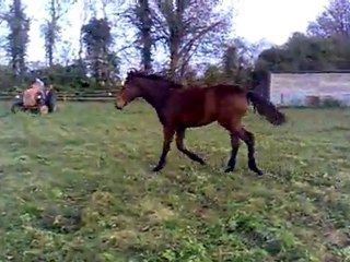 Bébou 7 mois... fauchage du pré!