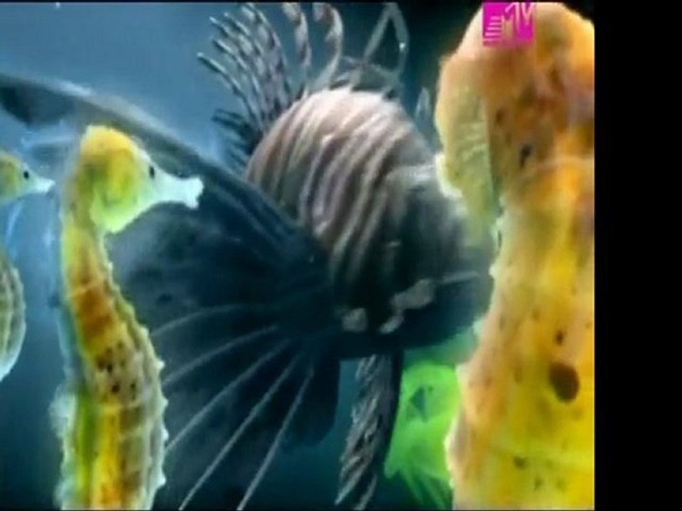 Chemical Brothers - The Salmon Dance