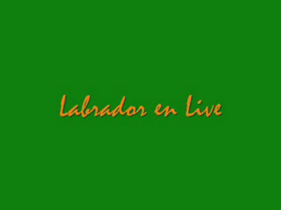Labrador en Live