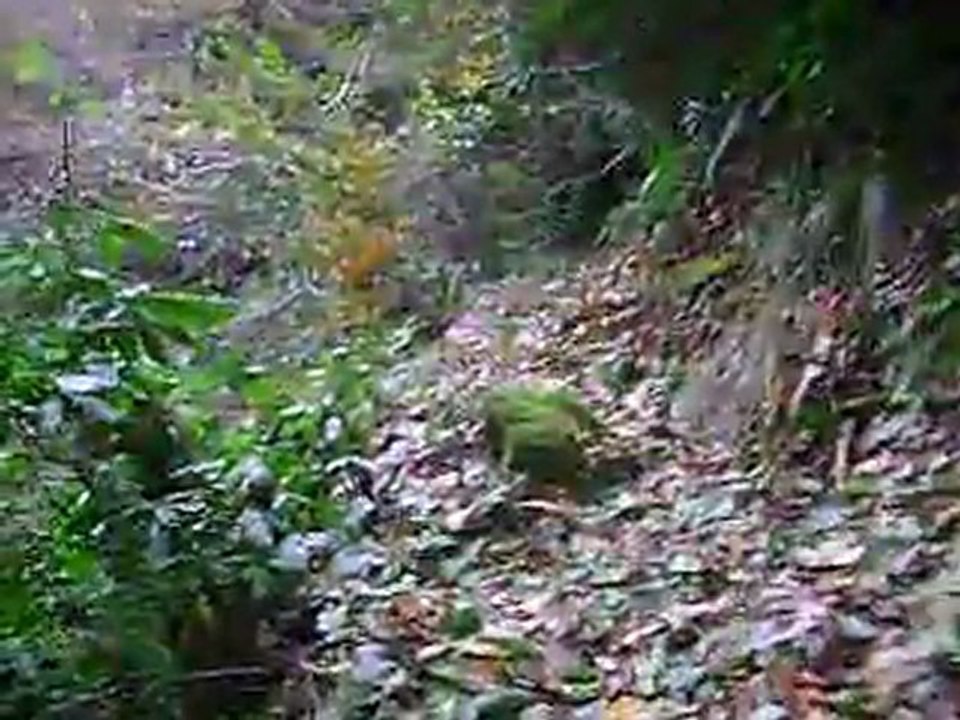 koropdan av dönüşü(2)