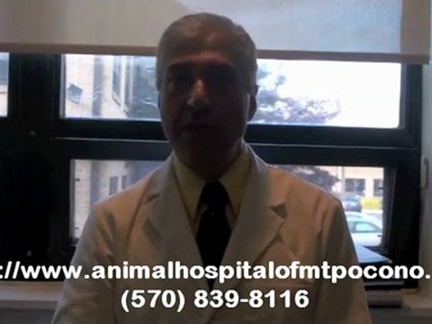 Learn the Background of a Veterinarian in Mt. Pocono PA