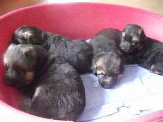 les bébés de Betty et Cowboy 2011