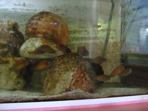 Tropheus red rainbow kambwimba