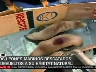 Rescatan a dos leones marinos en Perú