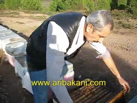 Arıcılık videosu,Koloni kontrolü ve sıkıştırılması