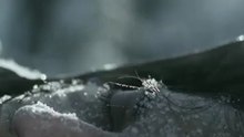 Волки греют человека