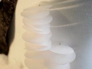 Paper Sequins-Moving Light