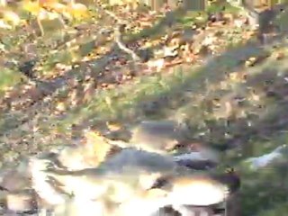 chien loup tchecoslovaque en trotinette versus 2