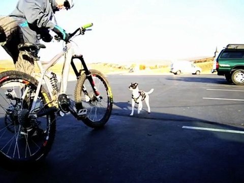 Lily, la chienne qui a du chien