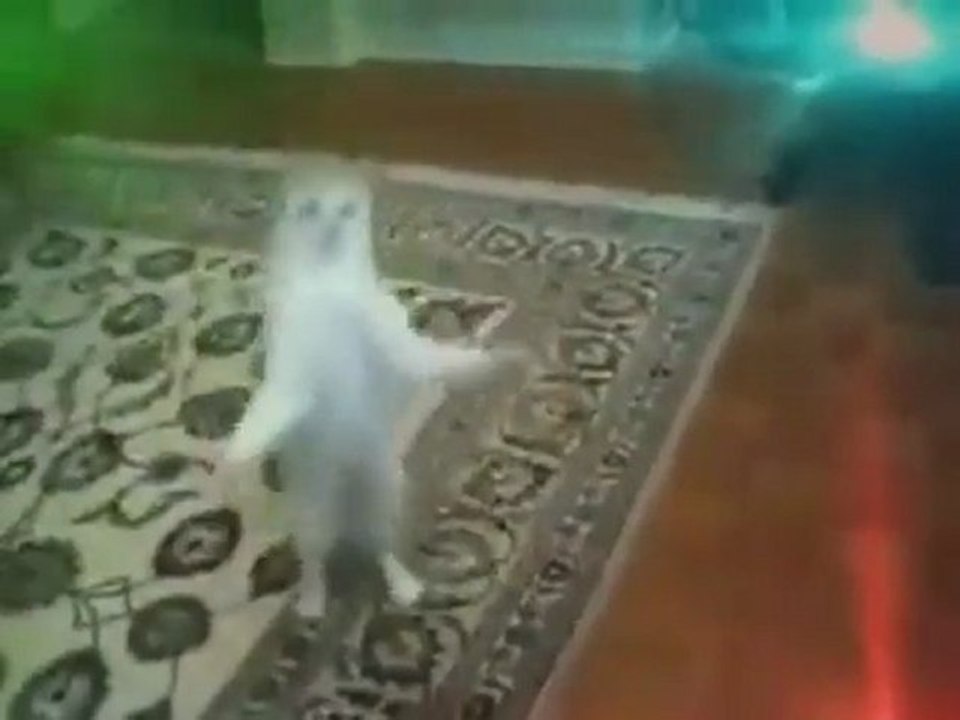 Techno Cat