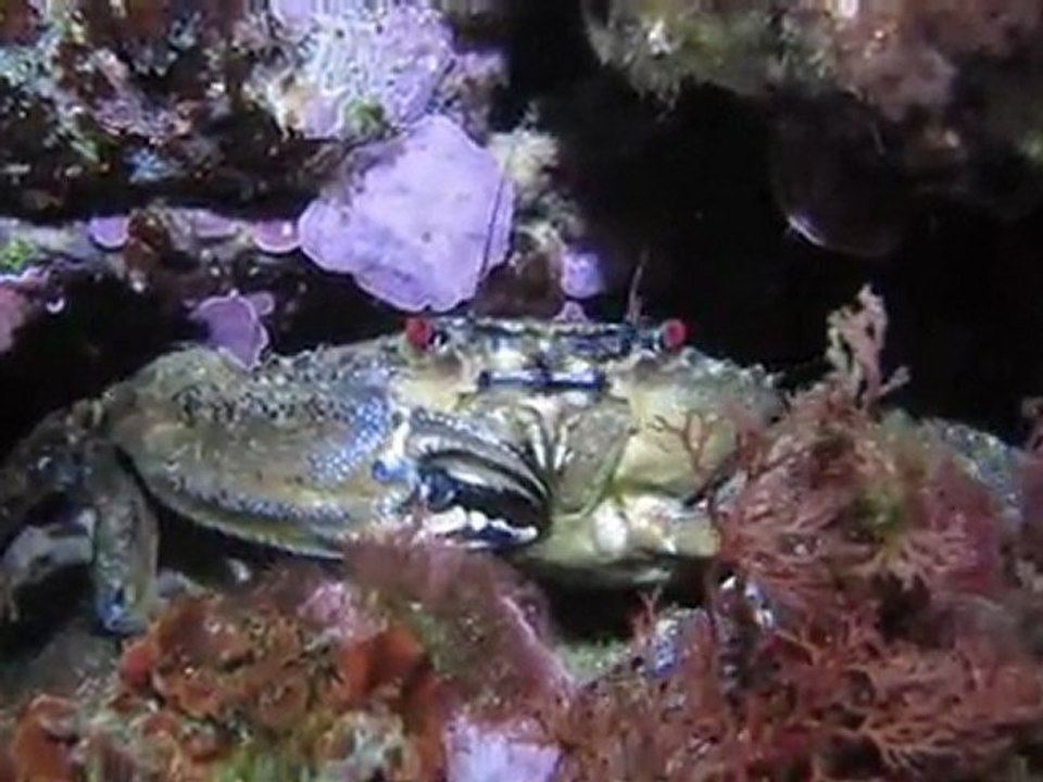 Plongée de Nuit à Carry-le-Rouet