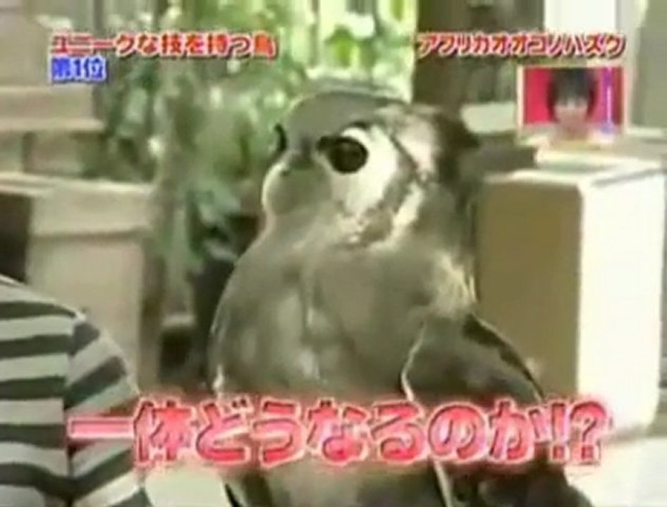 Evil Owl vs Dracula Owl