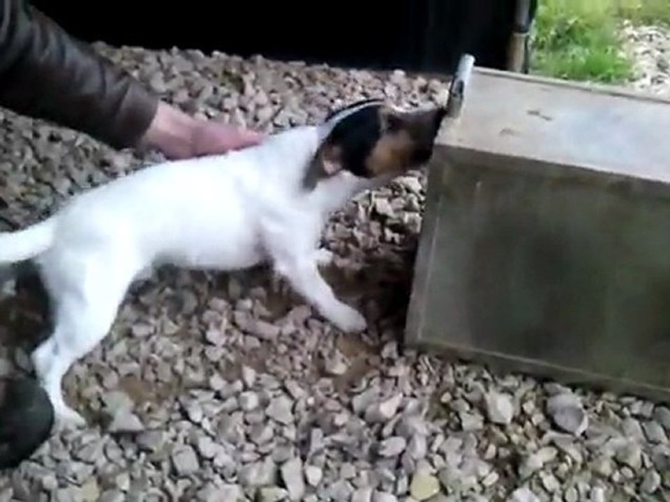 Fastoche VS Maitre Renard