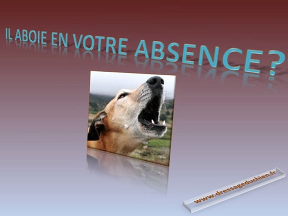 Dressage Chien - Comment dresser son chien grâce à la vidéo ?