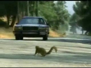 haylaz-sincaplar-eglendir.com