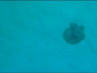 En plongée au large d'Utila, Honduras