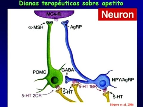 Nuevos tratamientos contra la obesidad