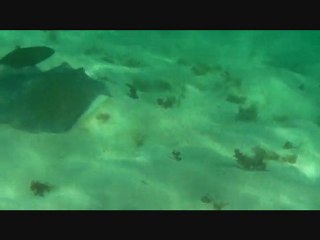 Raie à petite-terre