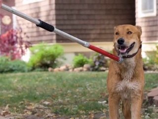 Do I need to prove that the dog that attacked me has a histo